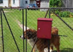 19 postmen of Latvijas Pasts were harmed by dogs unattended by their owners in 2018 