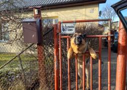 Latvijas Pasts aicina sakārtot pastkastītes un pieskatīt mājas sargus – šogad agresīvu suņu dēļ cietuši jau seši pastnieki