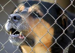 Saimnieku nepieskatītu suņu dēļ 2020.gadā cietuši 10 Latvijas Pasta pastnieki – uzņēmums aicina pieskatīt mājas sargus