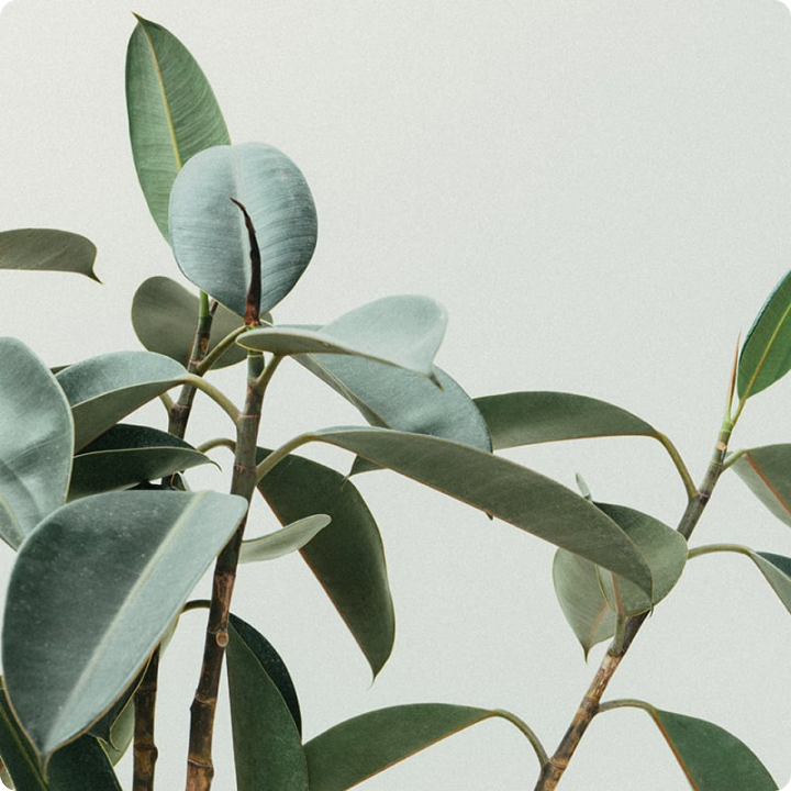<p>Image courtesy of Scott Webb via Pexels</p>